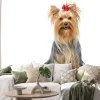 Naklejka: Piękne yorkshire terrier posiedzenia