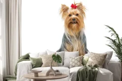 Naklejka: Piękne yorkshire terrier posiedzenia