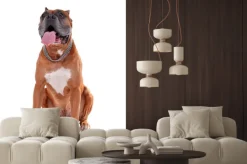 Naklejka: Piękny bokser pies samodzielnie na białym tle