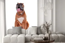 Naklejka: Piękny bokser pies samodzielnie na białym tle