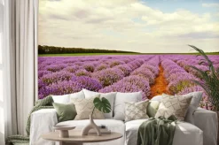 Naklejka: Pole kwiatów lawendy