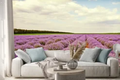 Naklejka: Pole kwiatów lawendy