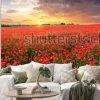 Naklejka: Poppy flowers meadow and nice sunset scene