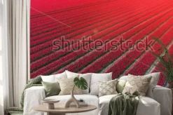 Naklejka: Red tulip field netherlands