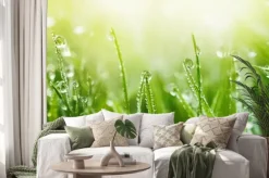 Naklejka: Rosa o poranku na zielonej trawie