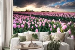 Naklejka: Słońce nad różowym polu tulipanów