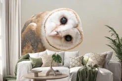 Naklejka: Sowa płomykówka