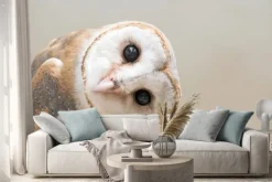 Naklejka: Sowa płomykówka