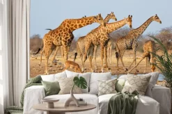 Naklejka: Stado żyrafa (giraffa żyrafy) na waterhole, park narodowy etosha,