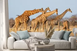 Naklejka: Stado żyrafa (giraffa żyrafy) na waterhole, park narodowy etosha,