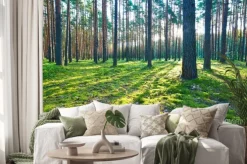 Naklejka: Sunrise in pine forest