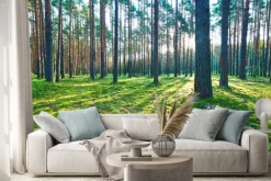 Naklejka: Sunrise in pine forest