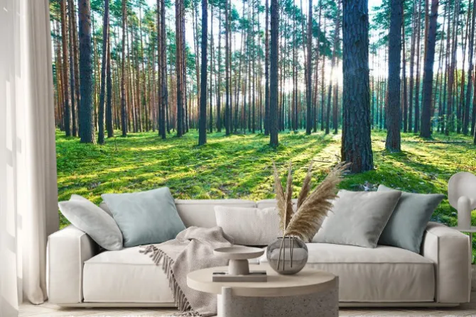 Naklejka: Sunrise in pine forest