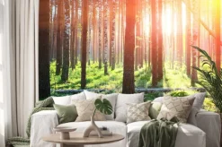 Naklejka: Sunrise w lesie sosnowym