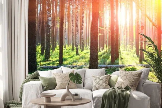 Naklejka: Sunrise w lesie sosnowym