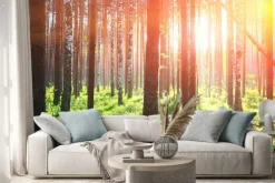 Naklejka: Sunrise w lesie sosnowym