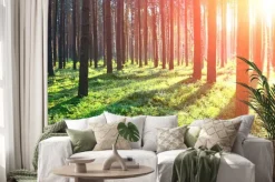 Naklejka: Sunrise w lesie sosnowym