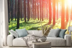 Naklejka: Sunrise w lesie sosnowym