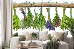 Naklejka: Suszone zioła kuchenne wiszące na drewnianej gałęzi