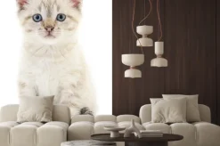 Naklejka: Szare kocię o niebieskich oczach