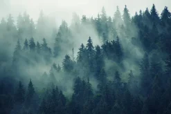Naklejka: Tajemniczy jodłowy las w gęstej mgle