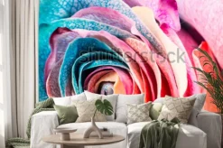 Naklejka: Tęcza róża, zbliżenie, makro.