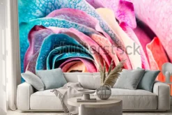 Naklejka: Tęcza róża, zbliżenie, makro.