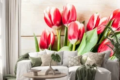 Naklejka: Tło dla gratulacje, karty z pozdrowieniami. świezi wiosna tulipany