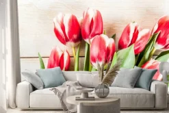 Naklejka: Tło dla gratulacje, karty z pozdrowieniami. świezi wiosna tulipany