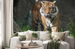 Naklejka: Tygrys sumatrzański w warszawskim zoo. słoneczny letni dzień.