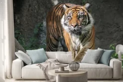 Naklejka: Tygrys sumatrzański w warszawskim zoo. słoneczny letni dzień.