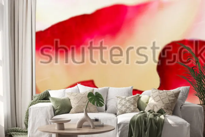 Naklejka: Web banner piękne makro czerwony żółty kwiat róży