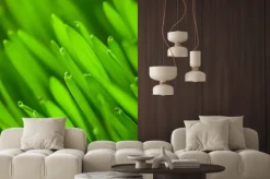 Naklejka: Świeże zielona trawa pszenicy z kropli rosy / makro