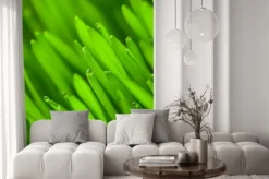 Naklejka: Świeże zielona trawa pszenicy z kropli rosy / makro