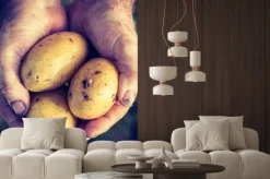Naklejka: Świeże ziemniaki w rękach