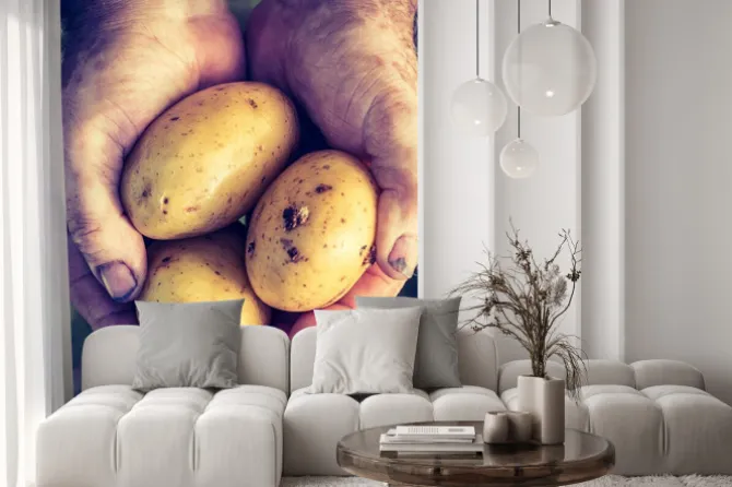 Naklejka: Świeże ziemniaki w rękach