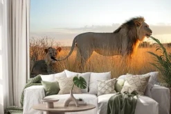 Naklejka: Wielkie samce lwów afrykańskich (panthera leo) w świetle wcześnie