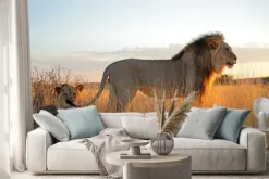 Naklejka: Wielkie samce lwów afrykańskich (panthera leo) w świetle wcześnie