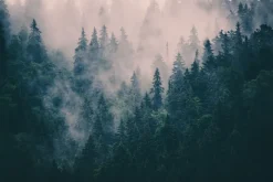 Naklejka: Wierzchołki drzew tonące we mgle