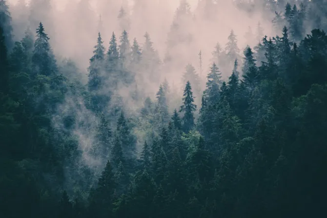 Naklejka: Wierzchołki drzew tonące we mgle