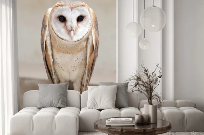 Naklejka: Wspólne barn owl (tyto albahead)