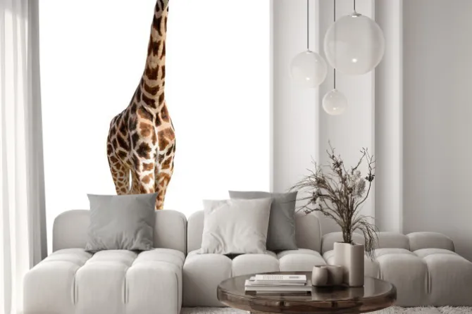 Naklejka: Żyrafa samodzielnie na białym tle