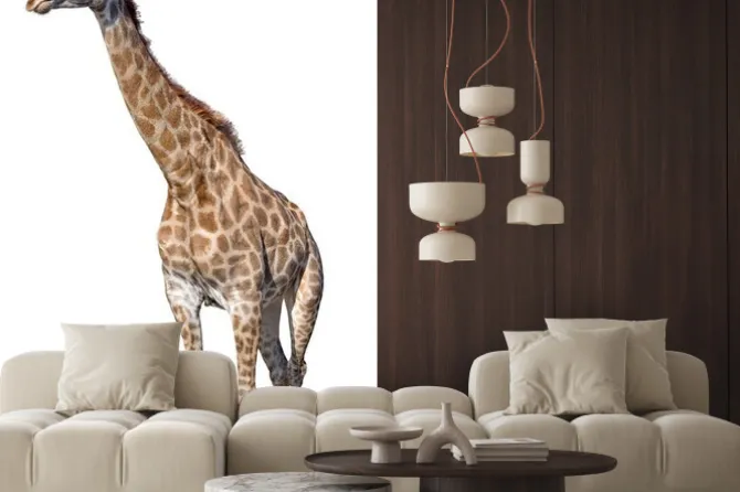 Naklejka: Żyrafa samodzielnie na białym tle