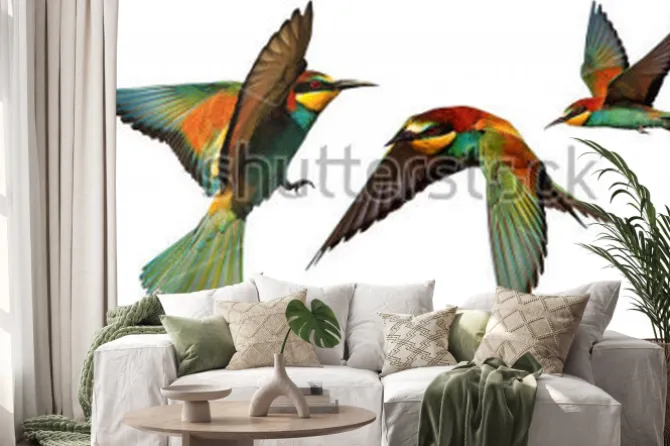 Naklejka: Zestaw ptaków kolor w locie na białym tle na białym tle