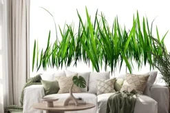 Naklejka: Zielona trawa na białym tle roślinna grafika