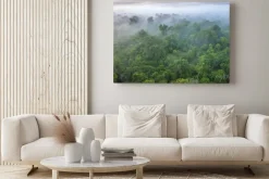 Obraz: A soft focus, aerial view of a forest on a misty morning, shot