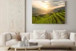 Obraz: Aerial top view of paddy rice terraces, green agricultural fields