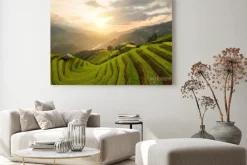 Obraz: Aerial top view of paddy rice terraces, green agricultural fields