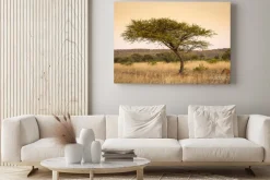 Obraz: Akacji afryki