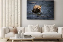 Obraz: Alaskan brunatny brnie przez rzekę brooks w poszukiwaniu łososi.